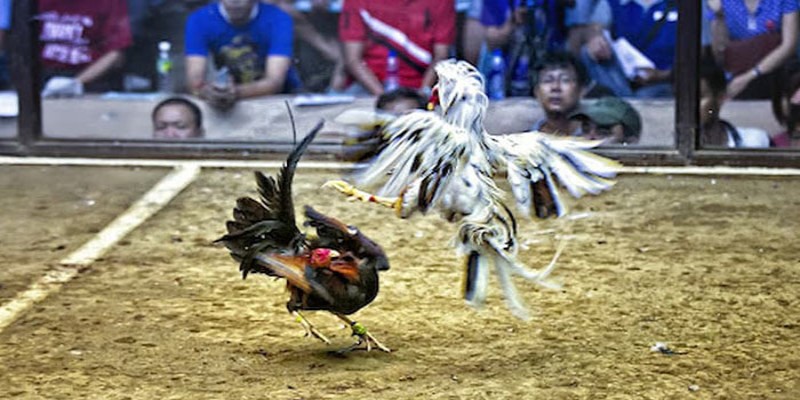 Chọn nhà cái uy tín để cược đá gà an toàn nhất