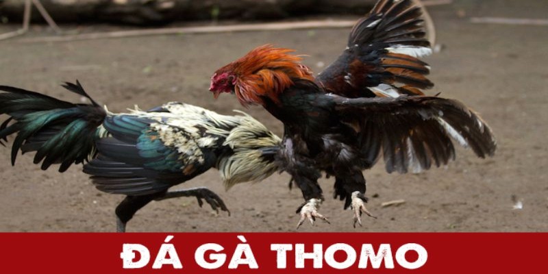 Đá gà Thomo hấp dẫn và kịch tính nhất