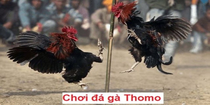 Đá gà Thomo